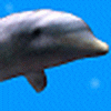 Dolphin